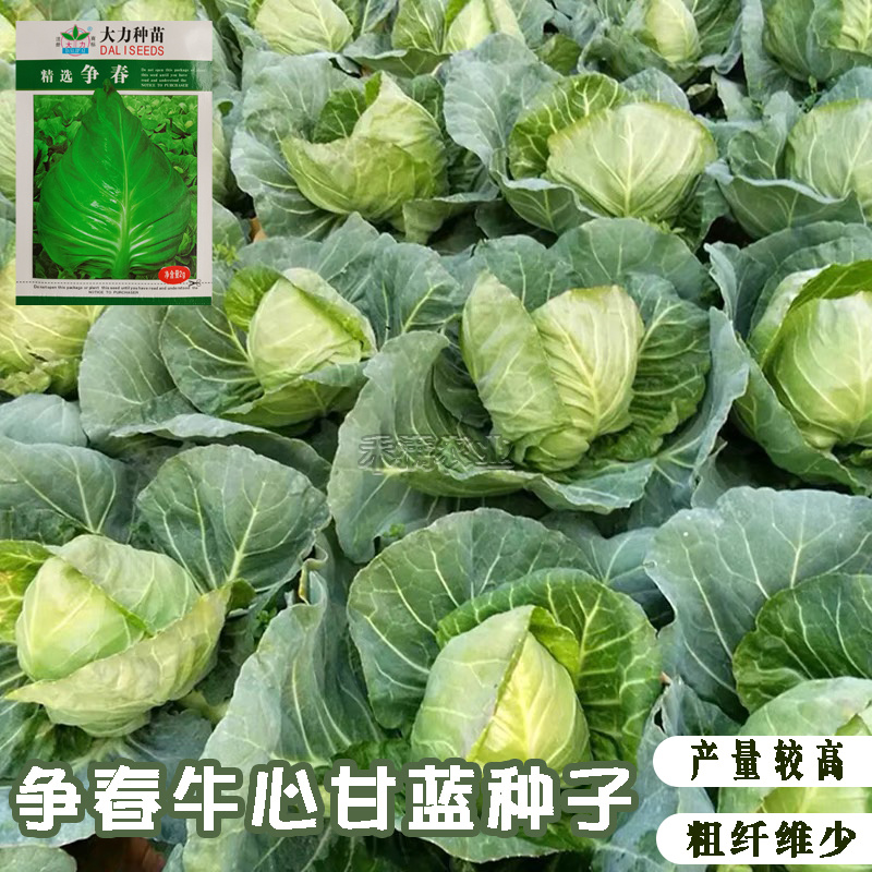牛心甘蓝种子种籽卷心菜包心菜种孑菜籽大头菜牛心甘蓝种子