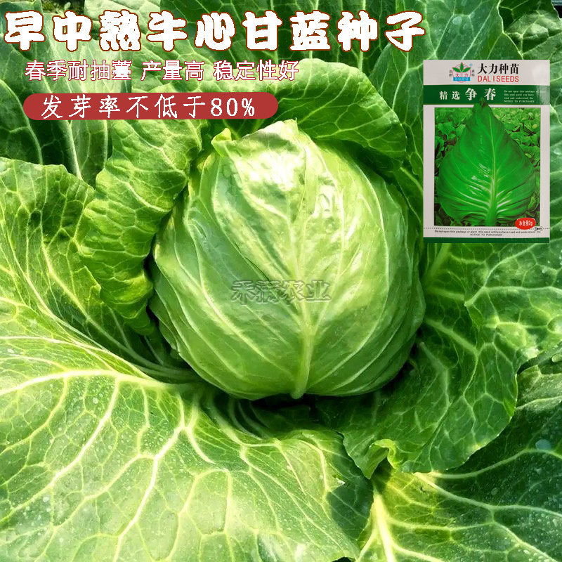 牛心甘蓝种子种籽卷心菜包心菜种孑菜籽大头菜牛心甘蓝种子