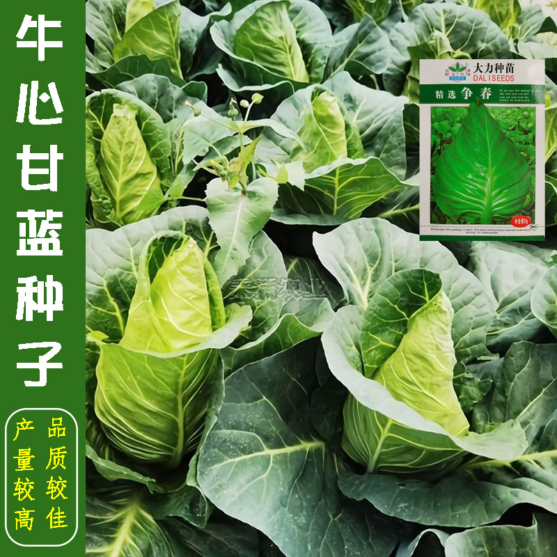 牛心甘蓝种子种籽卷心菜包心菜种孑菜籽大头菜牛心甘蓝种子