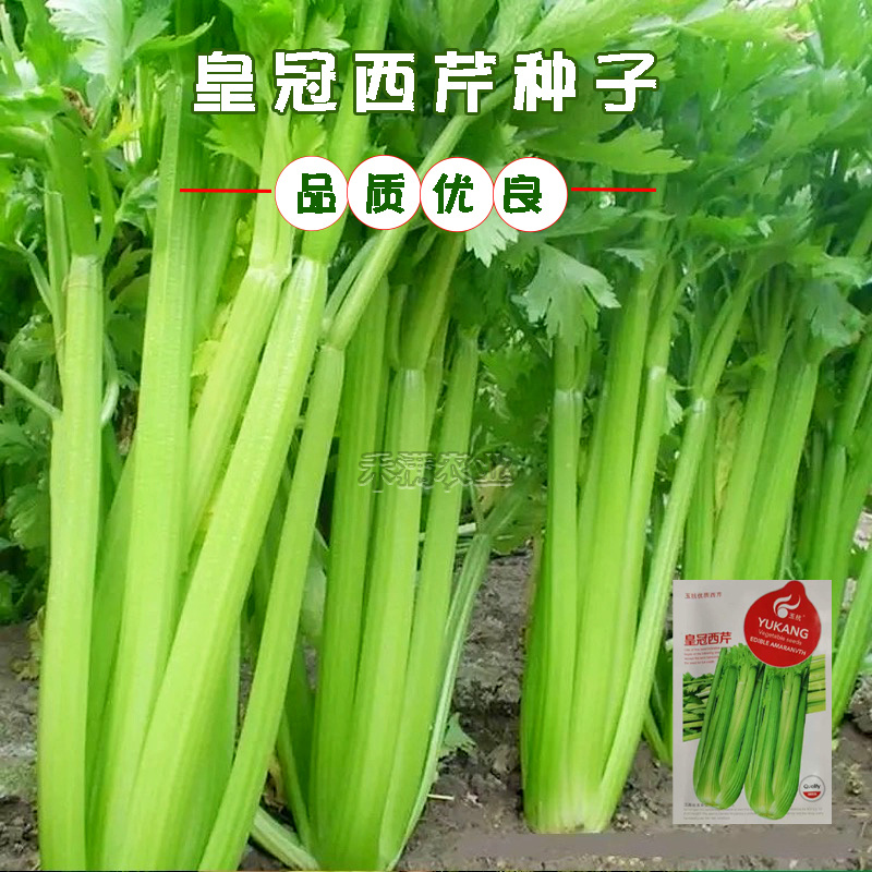 芹菜种籽皇冠皇后西芹种籽香芹无筋实心西芹蔬菜种子芹菜种子