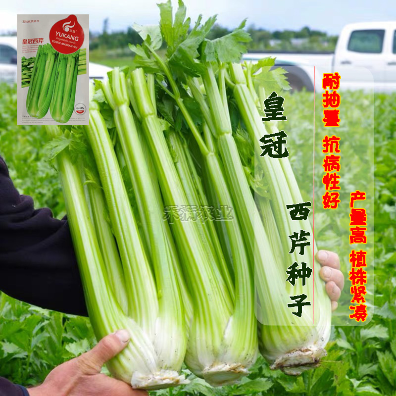 芹菜种籽皇冠皇后西芹种籽香芹无筋实心西芹蔬菜种子芹菜种子