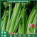 芹菜种籽皇冠皇后西芹种籽香芹无筋实心西芹蔬菜种子芹菜种子