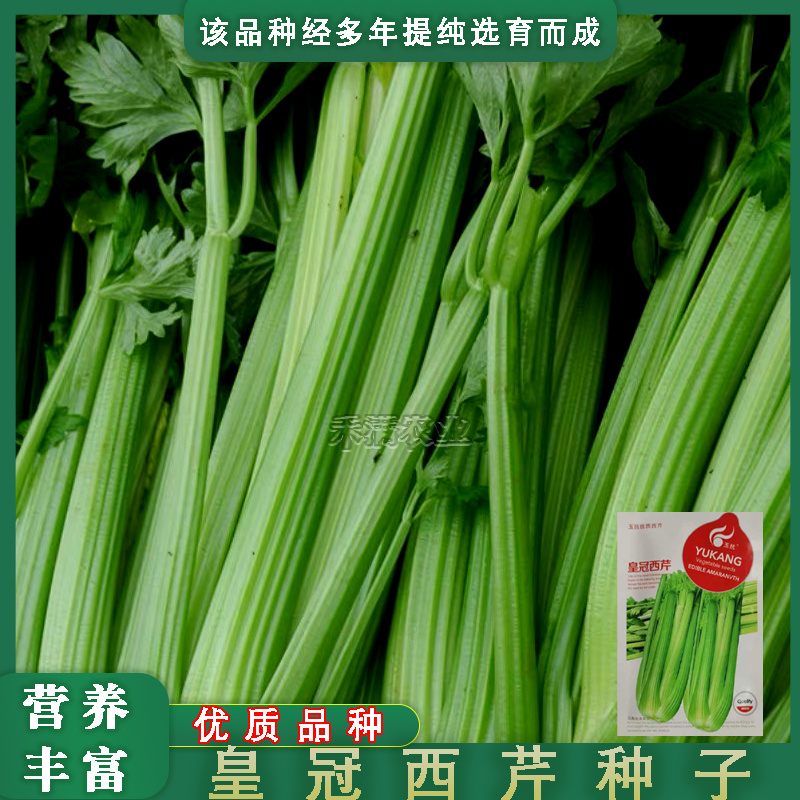 芹菜种籽皇冠皇后西芹种籽香芹无筋实心西芹蔬菜种子芹菜种子