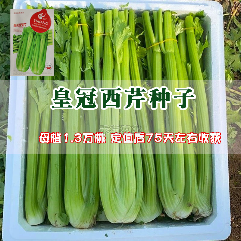 芹菜种籽皇冠皇后西芹种籽香芹无筋实心西芹蔬菜种子芹菜种子