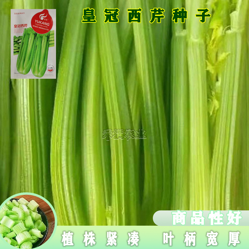 芹菜种籽皇冠皇后西芹种籽香芹无筋实心西芹蔬菜种子芹菜种子