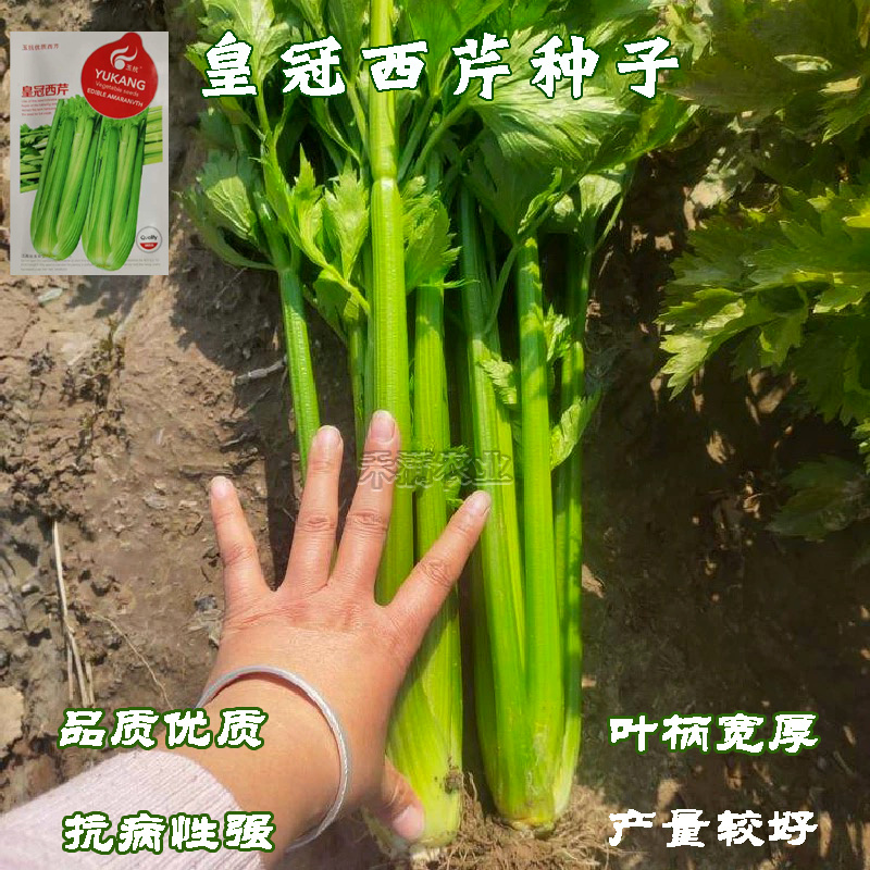芹菜种籽皇冠皇后西芹种籽香芹无筋实心西芹蔬菜种子芹菜种子