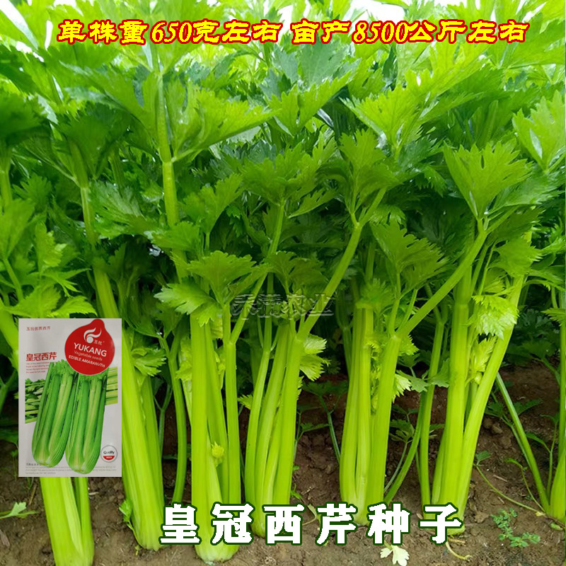 芹菜种籽皇冠皇后西芹种籽香芹无筋实心西芹蔬菜种子芹菜种子