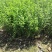 木槿树苗重瓣木槿花苗蓝莓冰沙紫玉木槿花苗基地发货