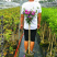 木槿树苗重瓣木槿花苗蓝莓冰沙紫玉木槿花苗基地发货