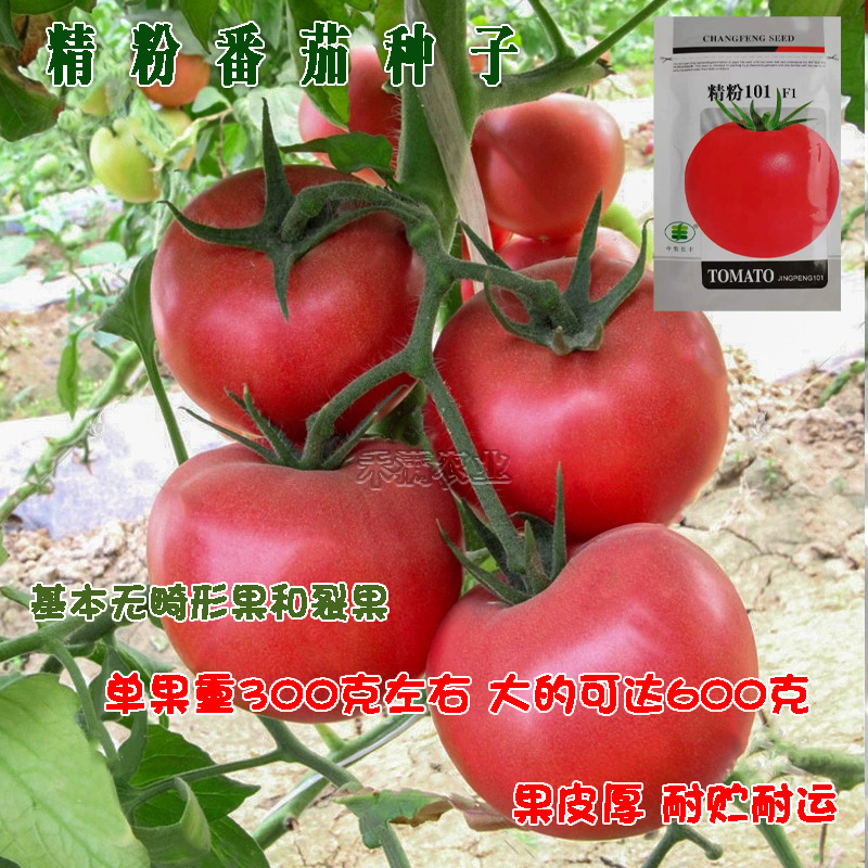 粉番茄种子非普罗旺斯沙瓤西红柿西红柿种子