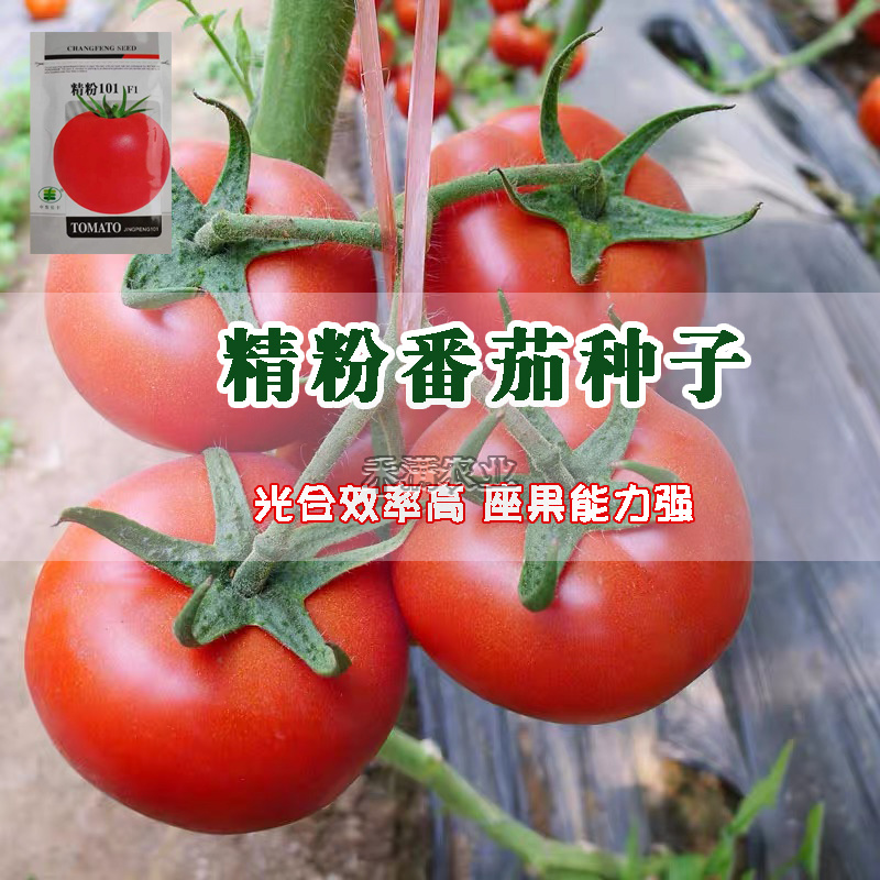 粉番茄种子非普罗旺斯沙瓤西红柿西红柿种子