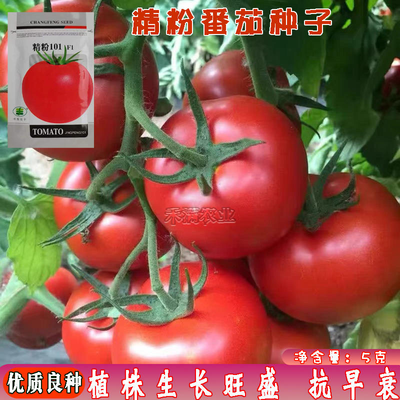 粉番茄种子非普罗旺斯沙瓤西红柿西红柿种子