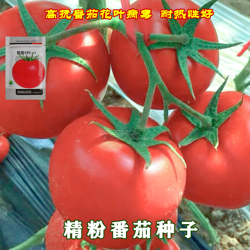 粉番茄种子非普罗旺斯沙瓤西红柿西红柿种子