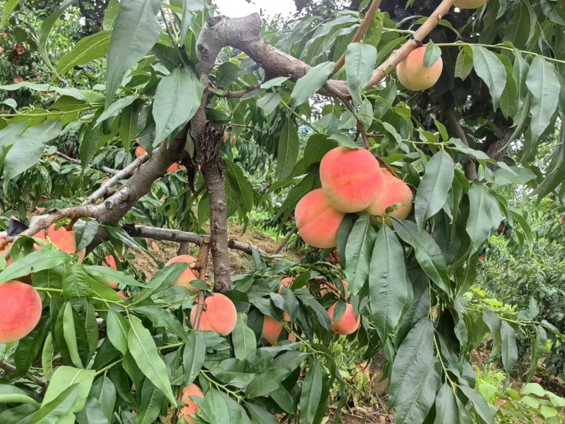 河北唐山精品毛桃和油盘桃大量开始上市产地直发，价优