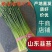 「大量上市」韭苔山东平度精品韭苔质好价优供应中电联