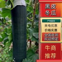 黑皮冬瓜黑皮吊冬瓜产地直发全国欢迎前来看货采购