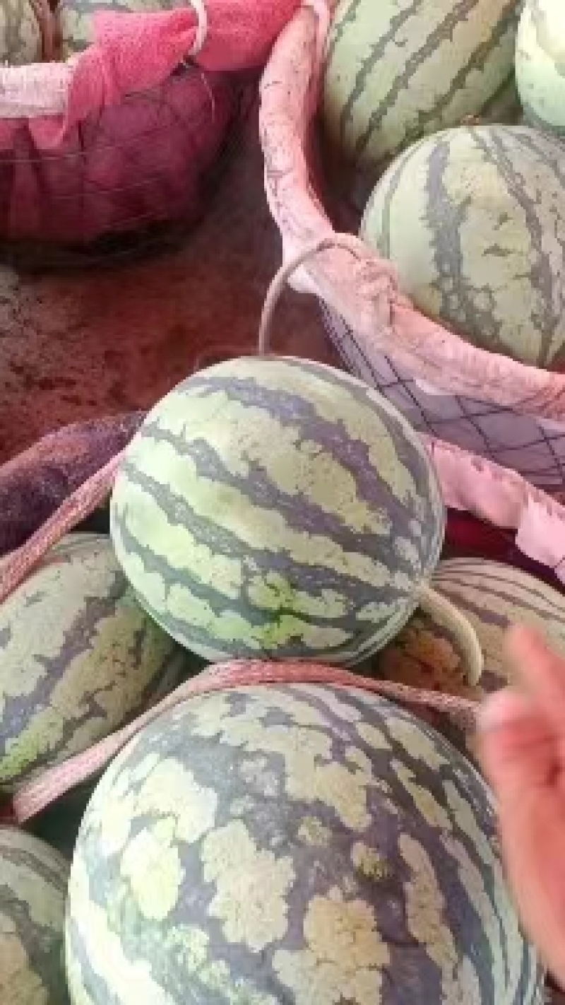 精品无籽美都西瓜河北张家口头茬【无籽西瓜】皮薄多汁