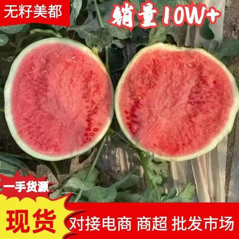精品无籽美都西瓜河北张家口头茬【无籽西瓜】皮薄多汁