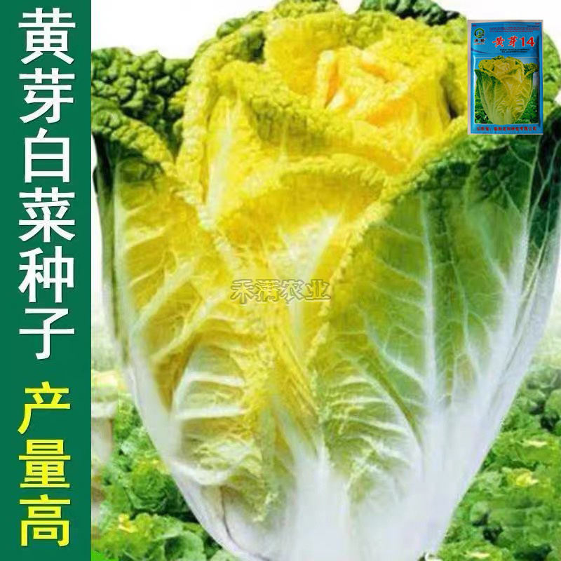 黄芽菜种子黄心菜种籽黄芽14大白菜蔬菜种子味甜白菜种子