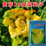 黄芽菜种子黄心菜种籽黄芽14大白菜蔬菜种子味甜白菜种子