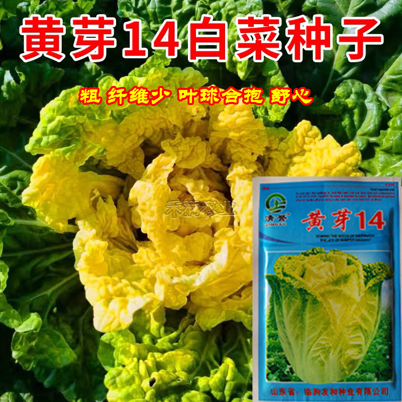 黄芽菜种子黄心菜种籽黄芽14大白菜蔬菜种子味甜白菜种子