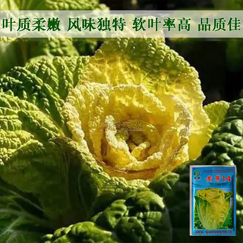 黄芽菜种子黄心菜种籽黄芽14大白菜蔬菜种子味甜白菜种子