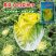 黄芽菜种子黄心菜种籽黄芽14大白菜蔬菜种子味甜白菜种子