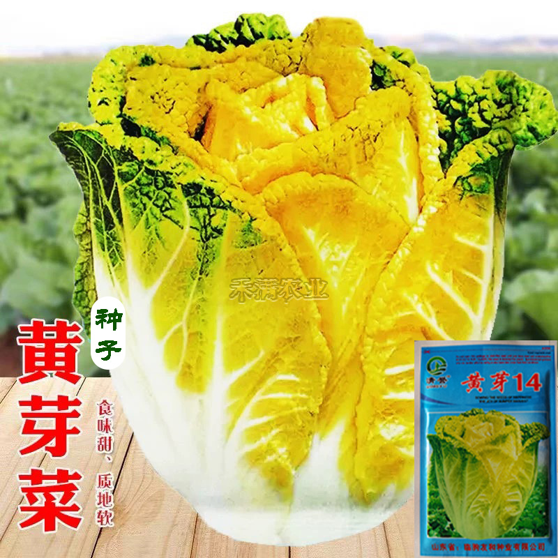 黄芽菜种子黄心菜种籽黄芽14大白菜蔬菜种子味甜白菜种子