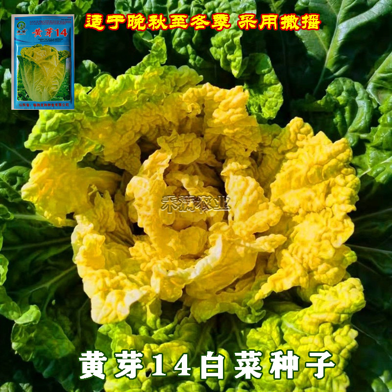 黄芽菜种子黄心菜种籽黄芽14大白菜蔬菜种子味甜白菜种子