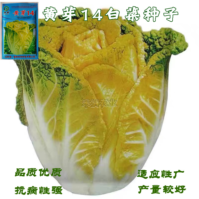 黄芽菜种子黄心菜种籽黄芽14大白菜蔬菜种子味甜白菜种子