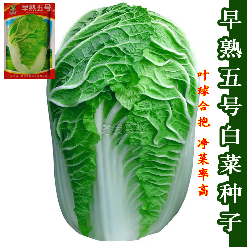 包邮早熟5号大白菜种子农民用蔬菜小白菜种子秋播白菜