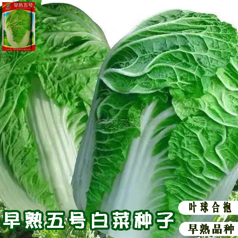 包邮早熟5号大白菜种子农民用蔬菜小白菜种子秋播白菜