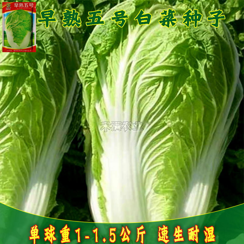 包邮早熟5号大白菜种子农民用蔬菜小白菜种子秋播白菜