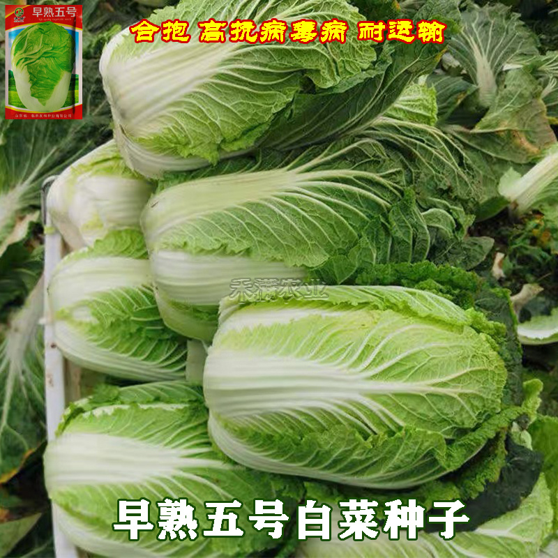 包邮早熟5号大白菜种子农民用蔬菜小白菜种子秋播白菜