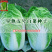 包邮早熟5号大白菜种子农民用蔬菜小白菜种子秋播白菜