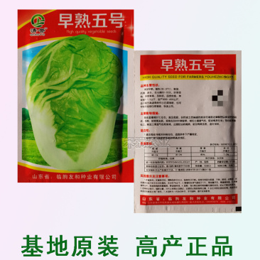 包邮早熟5号大白菜种子农民用蔬菜小白菜种子秋播白菜