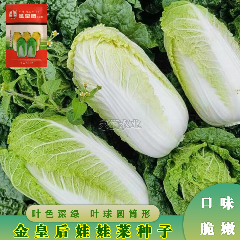 金皇后娃娃菜种子蔬菜种子生长快品质佳小白菜种子