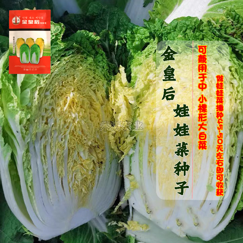 金皇后娃娃菜种子蔬菜种子生长快品质佳小白菜种子