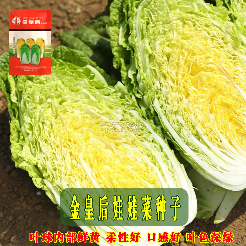 金皇后娃娃菜种子蔬菜种子生长快品质佳小白菜种子
