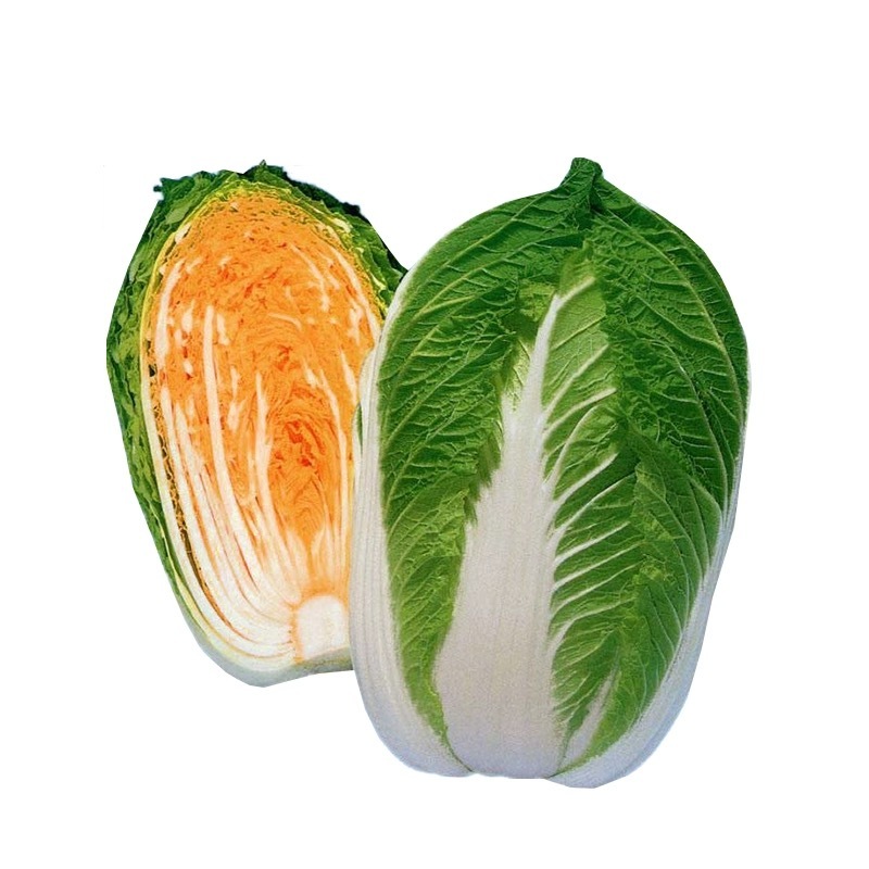 金皇后娃娃菜种子蔬菜种子生长快品质佳小白菜种子