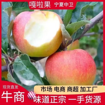 宁夏高原脆甜红嘎啦苹果精品苹果嘎啦苹果电商市场加工厂