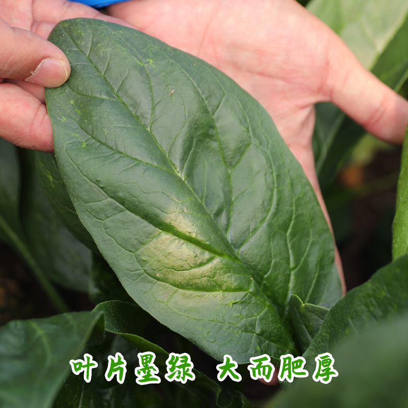 大叶菠菜种子进口新时代菠菜种子冬季抗寒耐抽苔早熟高产