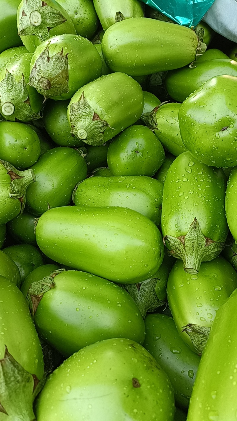 中牟青茄子大量供应保质保量一手货源专业代发可视频看货电联