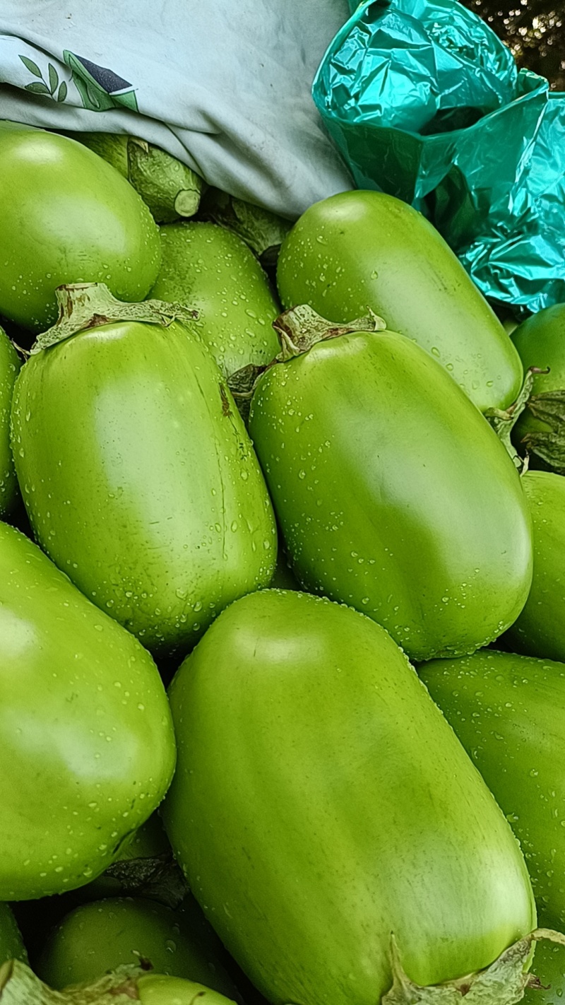 中牟青茄子大量供应保质保量一手货源专业代发可视频看货电联