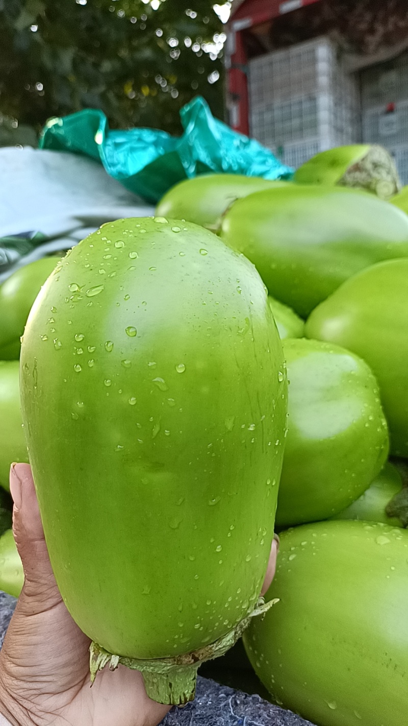 中牟青茄子大量供应保质保量一手货源专业代发可视频看货电联