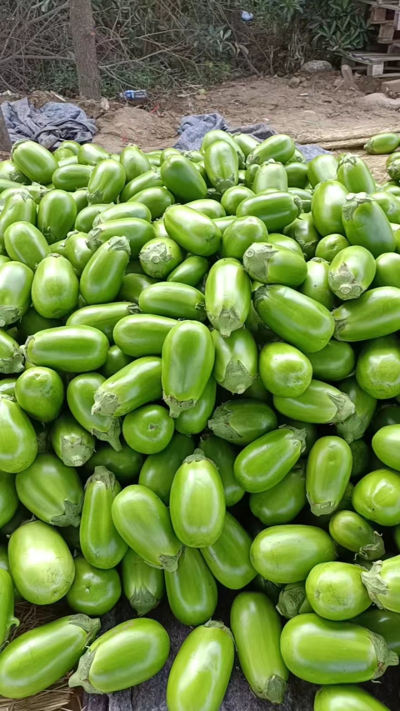 中牟青茄子大量供应保质保量一手货源专业代发可视频看货电联