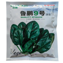 鲁鹏9号菠菜种子中熟春秋大叶菠菜种子尖圆叶300克