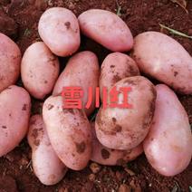 【雪川红】2022新红皮土豆，口感粉糯面，大量现货