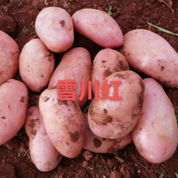 【雪川红】2024新红皮土豆，口感粉糯面，大量现货