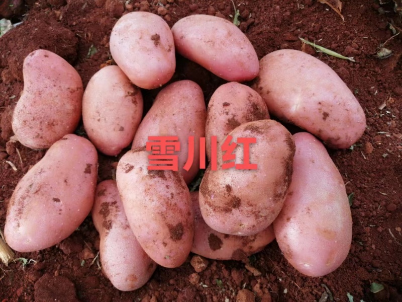 【雪川红】2024新红皮土豆，口感粉糯面，大量现货